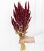 Naturally dried Amaranthus red