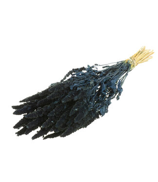 Getrockneter Amaranthus dunkelblau