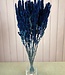 Amaranthus dark blue dried flowers | Length ± 60 cm | Available per bunch