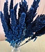 Amaranthus dunkelblau getrocknete Blüten | Länge ± 60 cm | Erhältlich pro Strauß