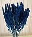 Amaranthus donkerblauwe droogbloemen | Lengte ± 60 cm | Per bos verkrijgbaar