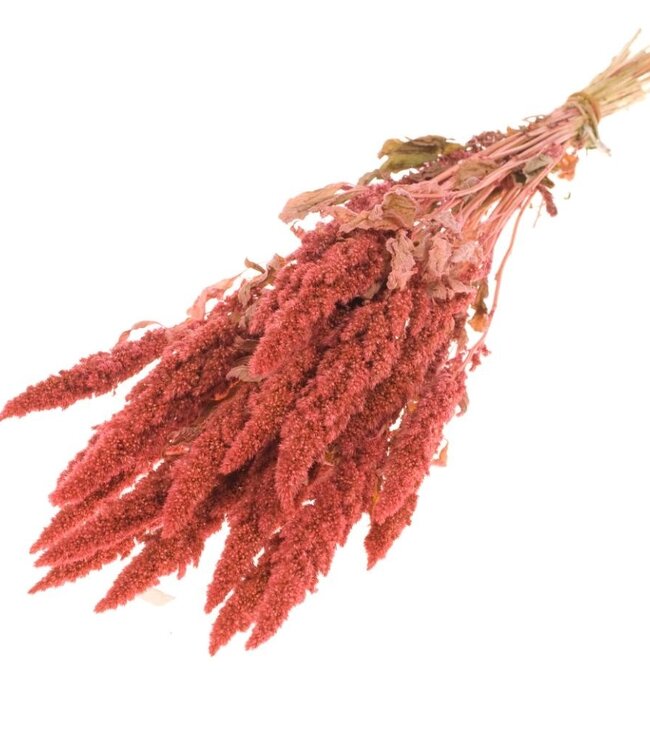 Amaranthus rosa Trockenblumen | Länge ± 60 cm | Erhältlich pro Strauß