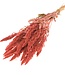 Dried Amaranthus pink