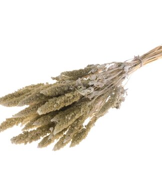 MyFlowers Dried Amaranthus white misty