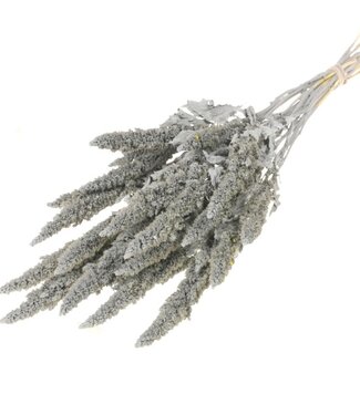 Dried Amaranthus gray misty