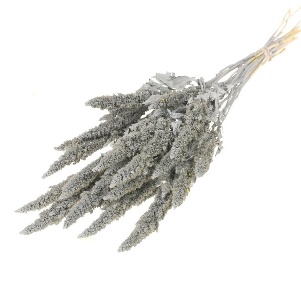 Bries aan Zee Amaranthus grijs misty droogbloemen | Lengte ± 60 cm | Per bos verkrijgbaar