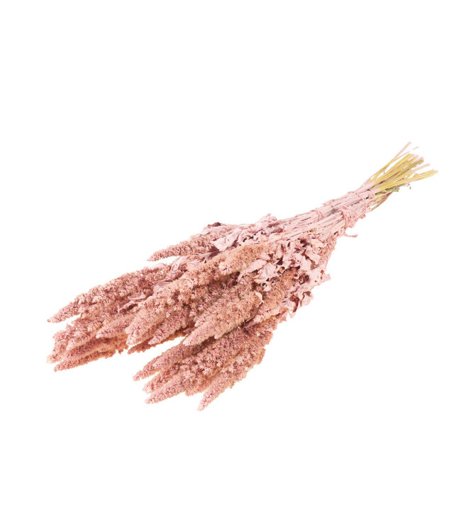Dried amaranthus pink misty flowers | Length ± 70 cm | Available per bunch