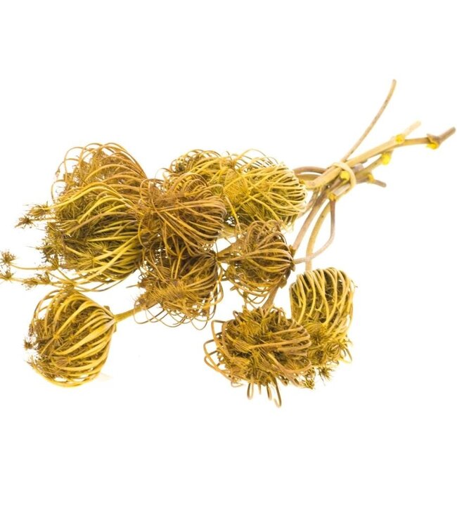 Ammi Majus yellow dried flowers | Length ± 70 cm | Packed per 10 pieces