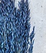 Getrockneter Hafer blau
