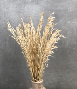 MyFlowers Dried and bleached oats avena