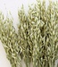 Dried oats natural green | 65 centimeters