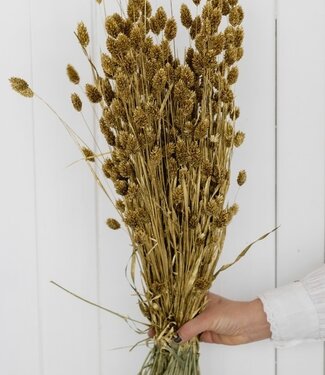 MyFlowers Gedroogde Phalaris 60cm goudkleurig