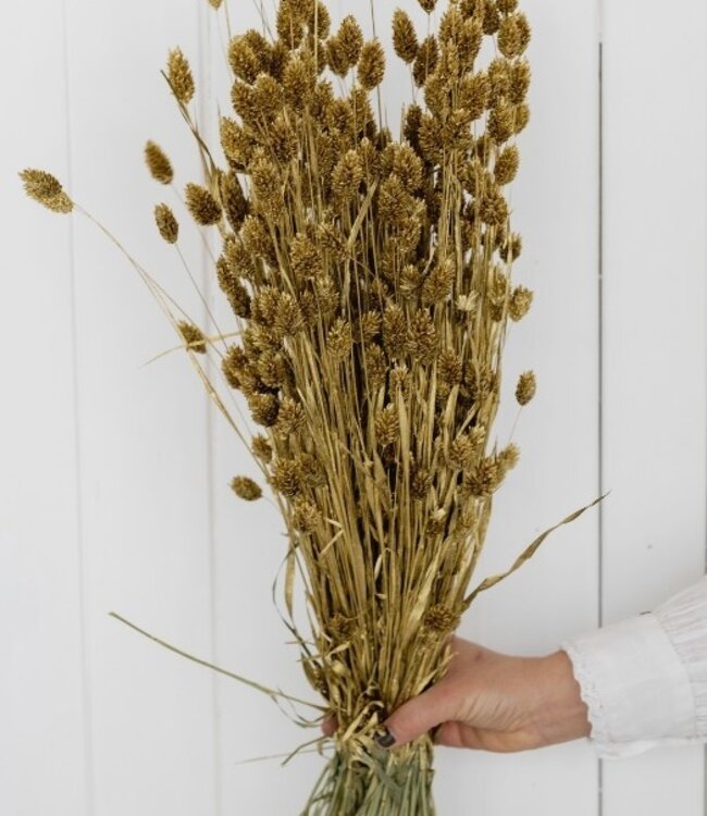 Dried golden Phalaris length 65cm per bunch