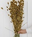 Phalaris doré séché longueur 65cm par bouquet