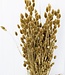 Dried golden Phalaris length 65cm per bunch