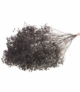 MyFlowers Dried Broom Bloom dark brown