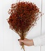 Broom bloom orange fleurs séchées | Longueur ± 60 cm | Disponible par bouquet