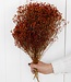 Broom bloom oranje droogbloemen | Lengte ± 60 cm | Per bos verkrijgbaar