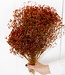 Broom bloom orange dried flowers | Length ± 60 cm | Available per bunch