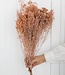 Broom bloom zacht roze droogbloemen | Lengte ± 70 cm | Per bos verkrijgbaar
