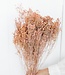 Broom bloom soft pink dried flowers | Length ± 70 cm | Available per bunch