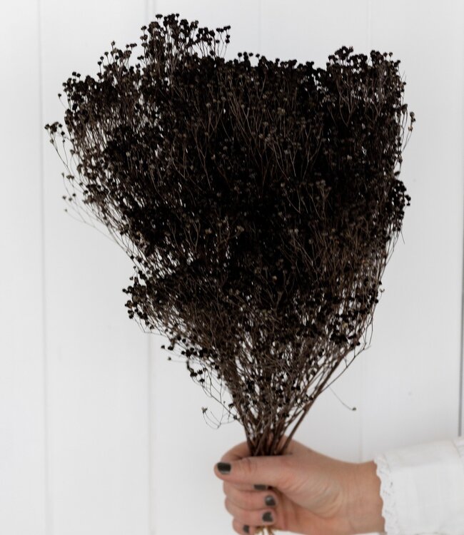 Broom bloom black dried flowers | Length ± 60 cm | Available per bunch