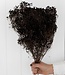 Broom bloom black dried flowers | Length ± 60 cm | Available per bunch