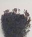 Broom bloom black dried flowers | Length ± 60 cm | Available per bunch