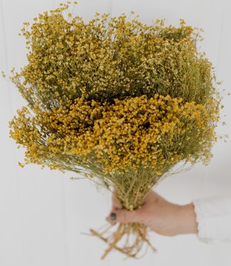 Dried Broom bloom bunch natural
