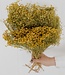 Broom bloom naturelle droogbloemen | Lengte ± 50 cm | Per bos verkrijgbaar