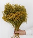 Ginsterblüte natürliche Trockenblumen | Länge ± 50 cm | Erhältlich pro Strauß