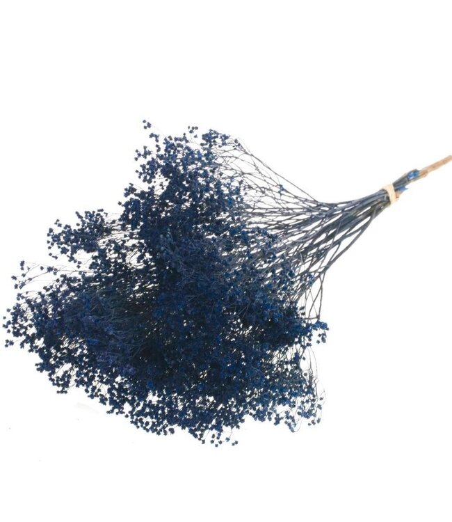 Broom bloom fleurs séchées bleu foncé | Longueur ± 50 cm | Disponible par bouquet