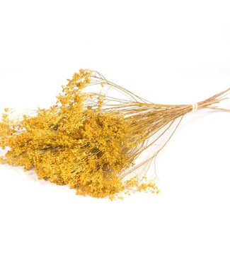 Dried Broom bloom yellow