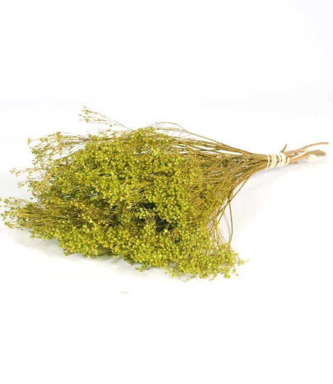 Broom bloom dried green flowers | Length ± 50 cm | Available per bunch