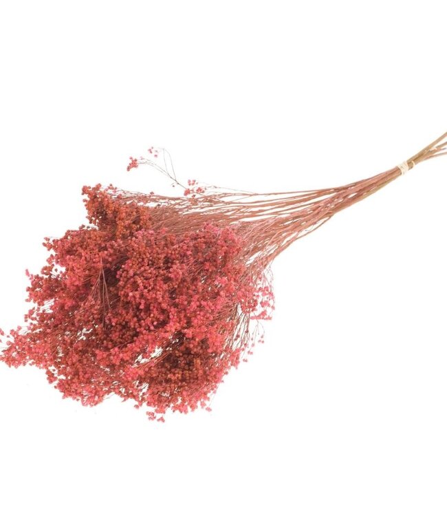 Broom bloom pink dried flowers | Length ± 50 cm | Available per bunch