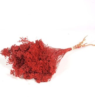 Dried Broom bloom bunch red