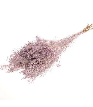 Dried Broom bloom lilac misty