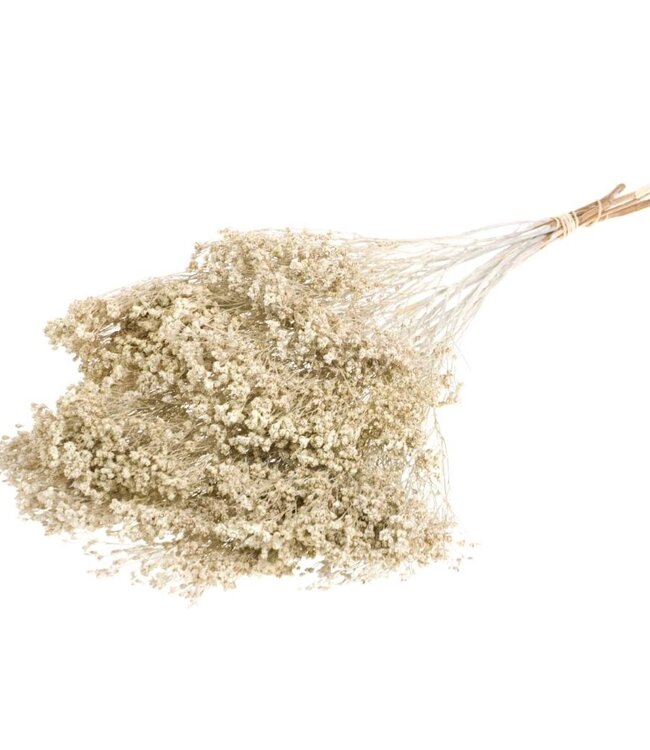 Dried Broom Bloom white misty