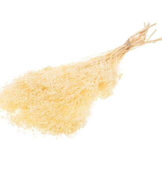 Dried Broom Bloom Bunch Preserved Bleached White