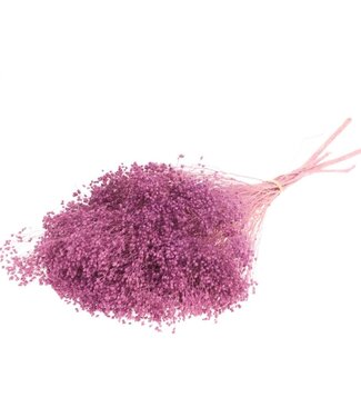 Dried Broom Bloom Bunch Preserved Bleached Lilac