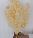 Gebleekte Broom Bloom droogbloemen |  Lengte ± 45 cm
