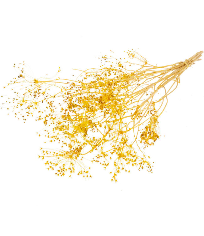 Bupleurum open geel droogbloemen | Lengte ± 55 cm | Per bos verkrijgbaar