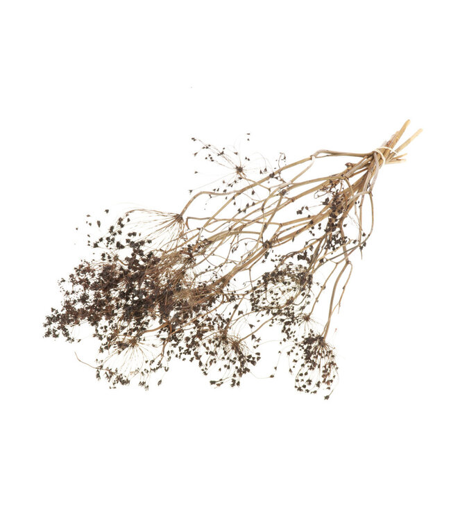 Bupleurum open intense brown dried flowers | Length ± 55 cm | Available per bunch