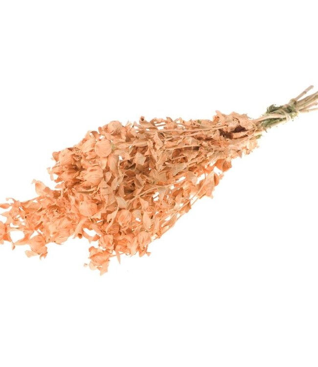 Bidens (Carthamus) salmon misty dried flowers | Length ± 70 cm | Available per bunch
