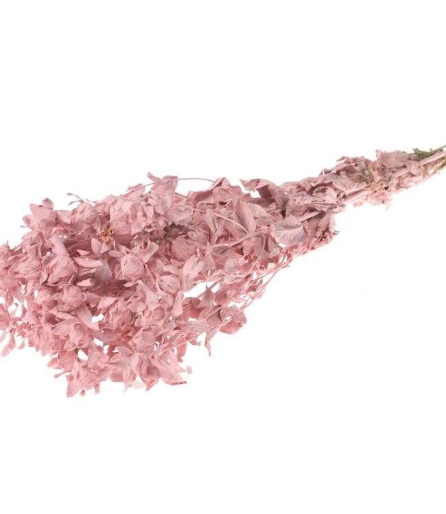 Bidens (Carthamus) fleurs sèches roses et brumeuses | Longueur ± 70 cm | Disponible par bouquet
