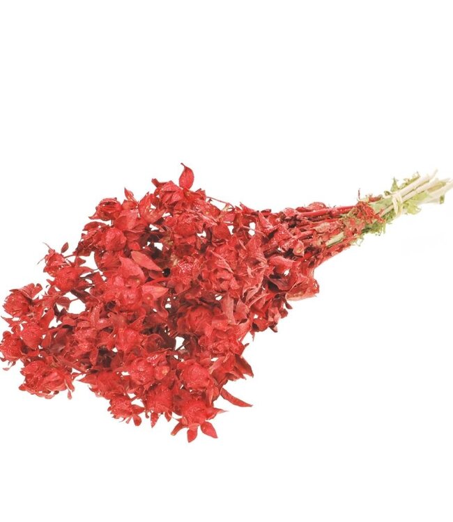 Bidens (Carthamus) red glitter dried flowers | Length ± 60 cm | Available per bunch