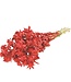 Bidens (Carthamus) séché rouge rouge pailleté