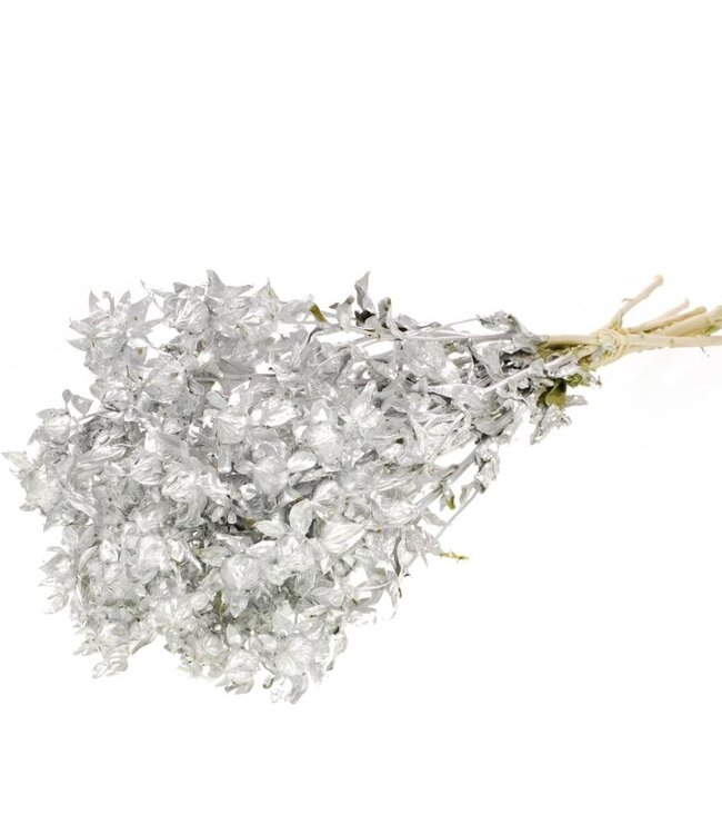Bidens (Carthamus) silver dried flowers | Length ± 60 cm | Available per bunch