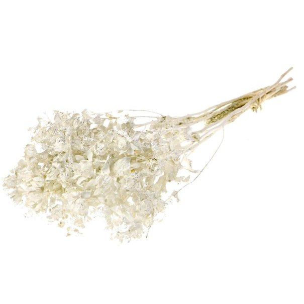 Bries aan Zee Bidens (Carthamus) wit zilver glitter droogbloemen | Lengte ± 60 cm | Per bos verkrijgbaar
