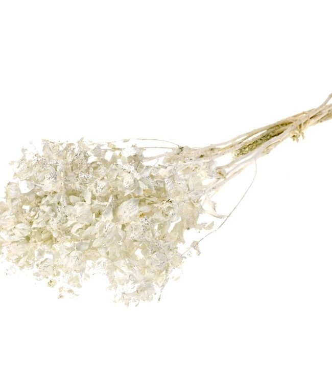 Bidens (Carthamus) wit zilver glitter droogbloemen | Lengte ± 60 cm | Per bos verkrijgbaar